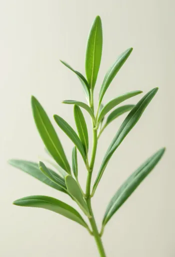 Suszony estragon i mielony proszek estragonowy na blacie kuchennym